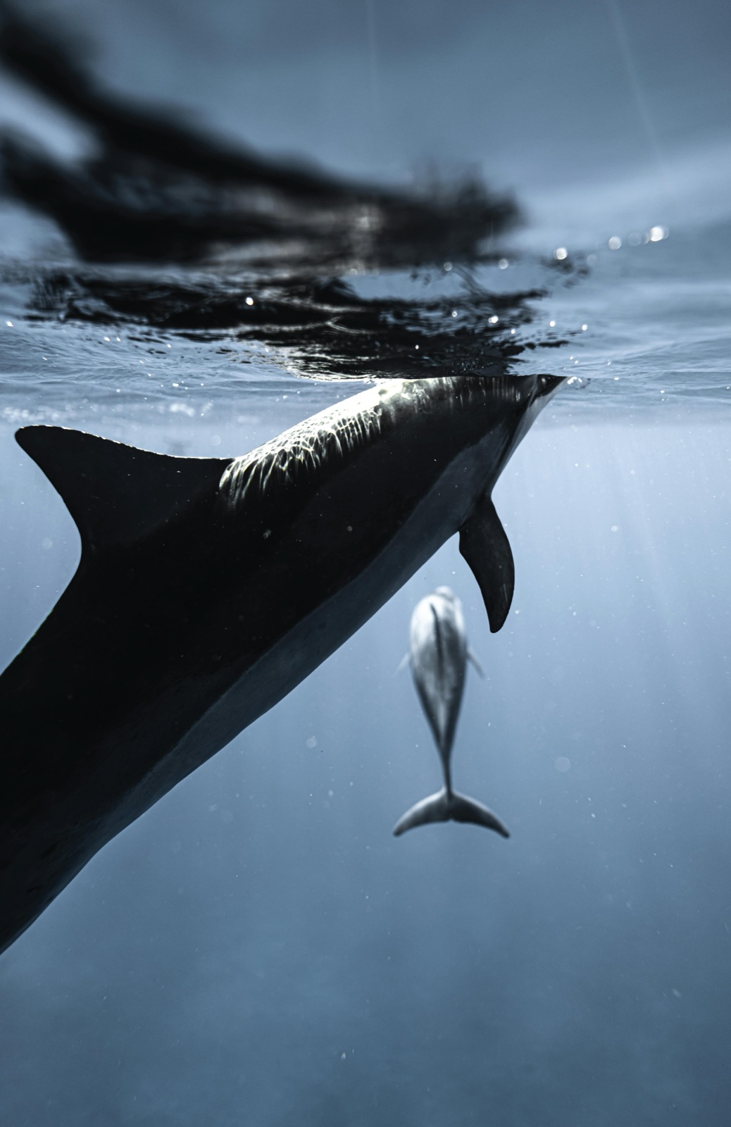 Wild dolphins swimming in Mauritius